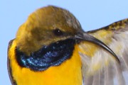 Olive-backed Sunbird (Nectarinia jugularis)